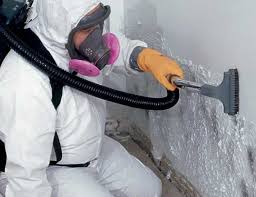 Best Basement Mold Removal  in Thompson Falls, MT